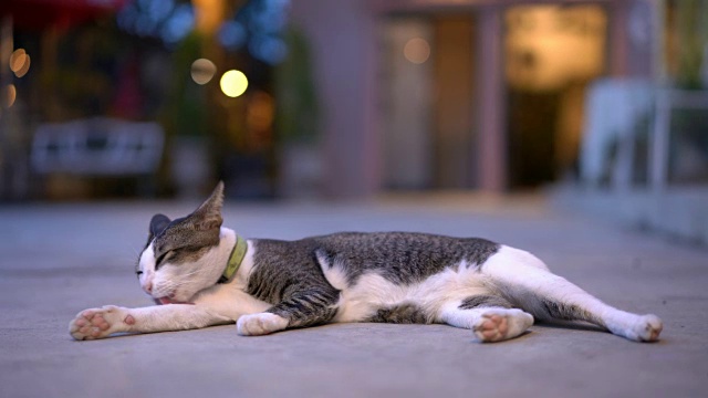 详情图-猫在舔自己