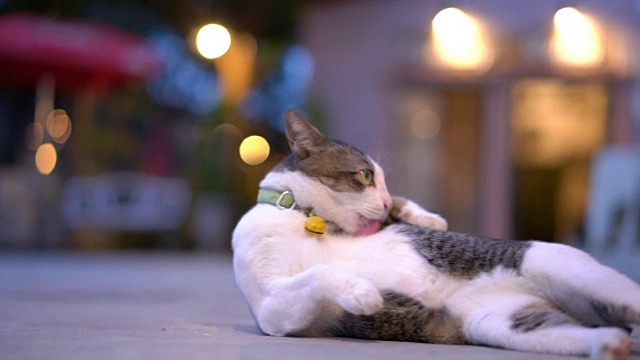 详情图-猫在舔自己